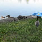 Our 2011 Canadian Goose Family with ducks.