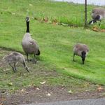 Our 2012 Canadian Goose Family