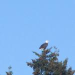 Bald Eagle